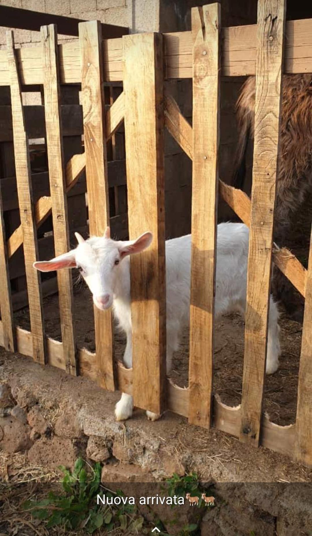 Azienda Agricola Affittacamere S'Ispinalba Di Laura Pitzolu Borore 외부 사진