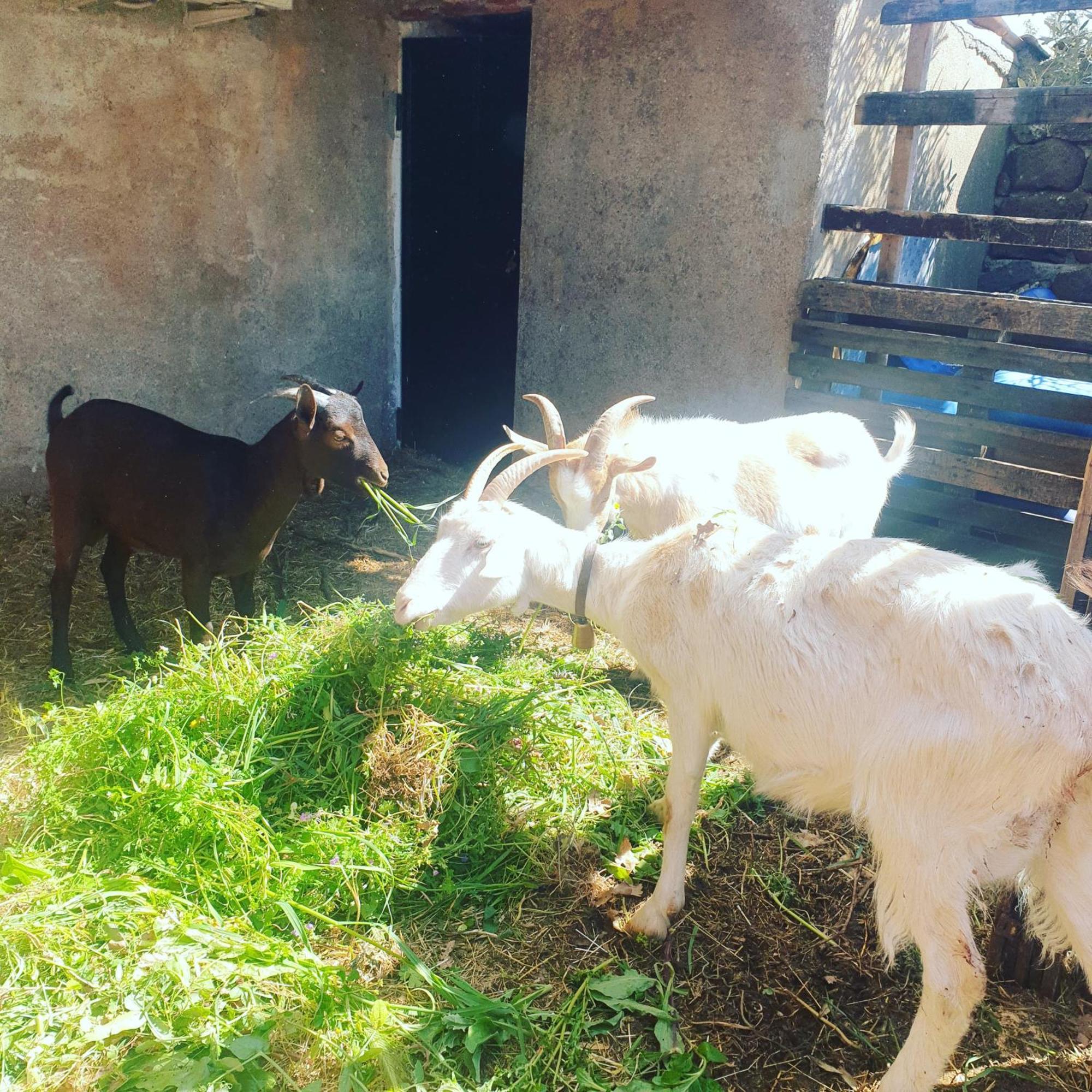 Azienda Agricola Affittacamere S'Ispinalba Di Laura Pitzolu Borore 외부 사진